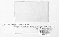 Septoria bidentis image